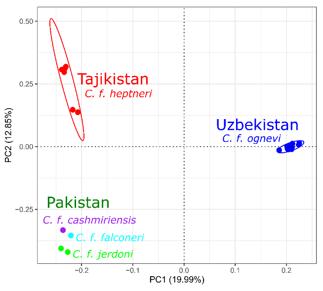 populations of markhor eng